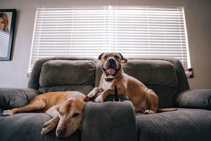 How to Control Fleas and Ticks on Pets and in the Home